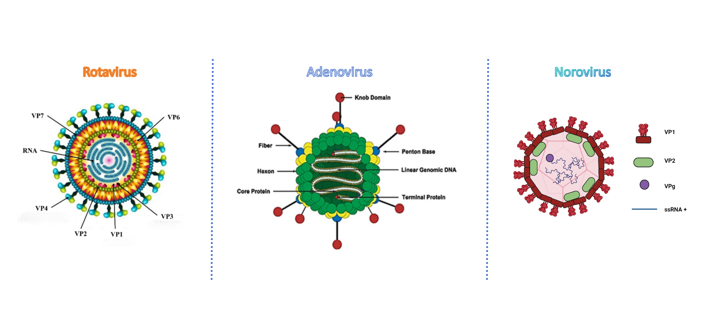 rotavirus norovirus adenovirus Rotavirus norovirus adenovirus