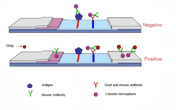 urine drug test principle princip om urinstoftest