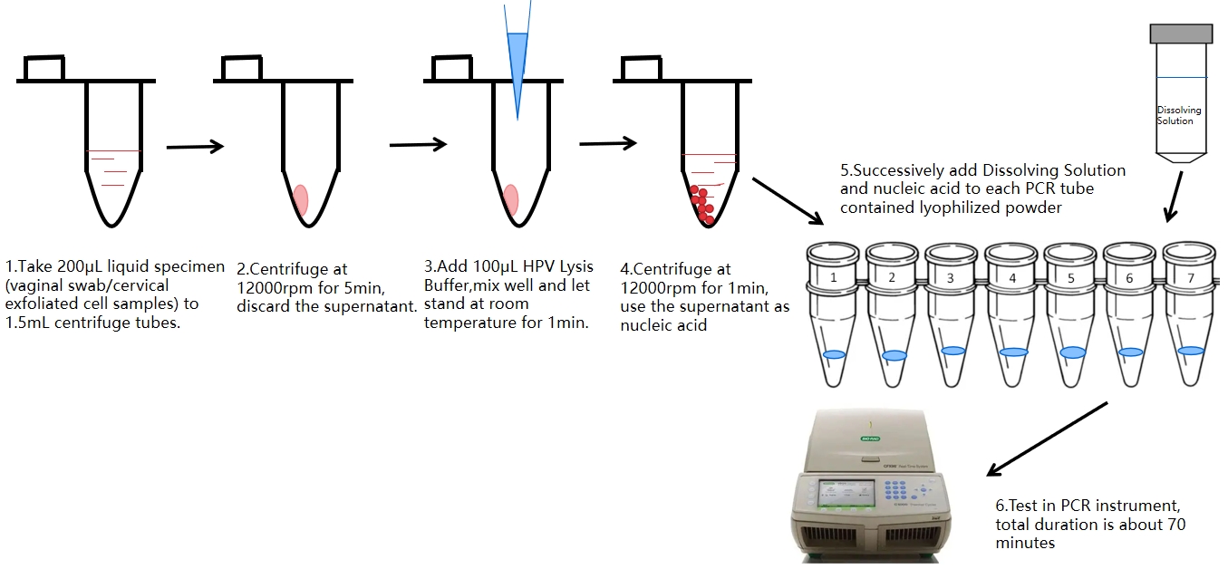 HPV PCR -testproces 